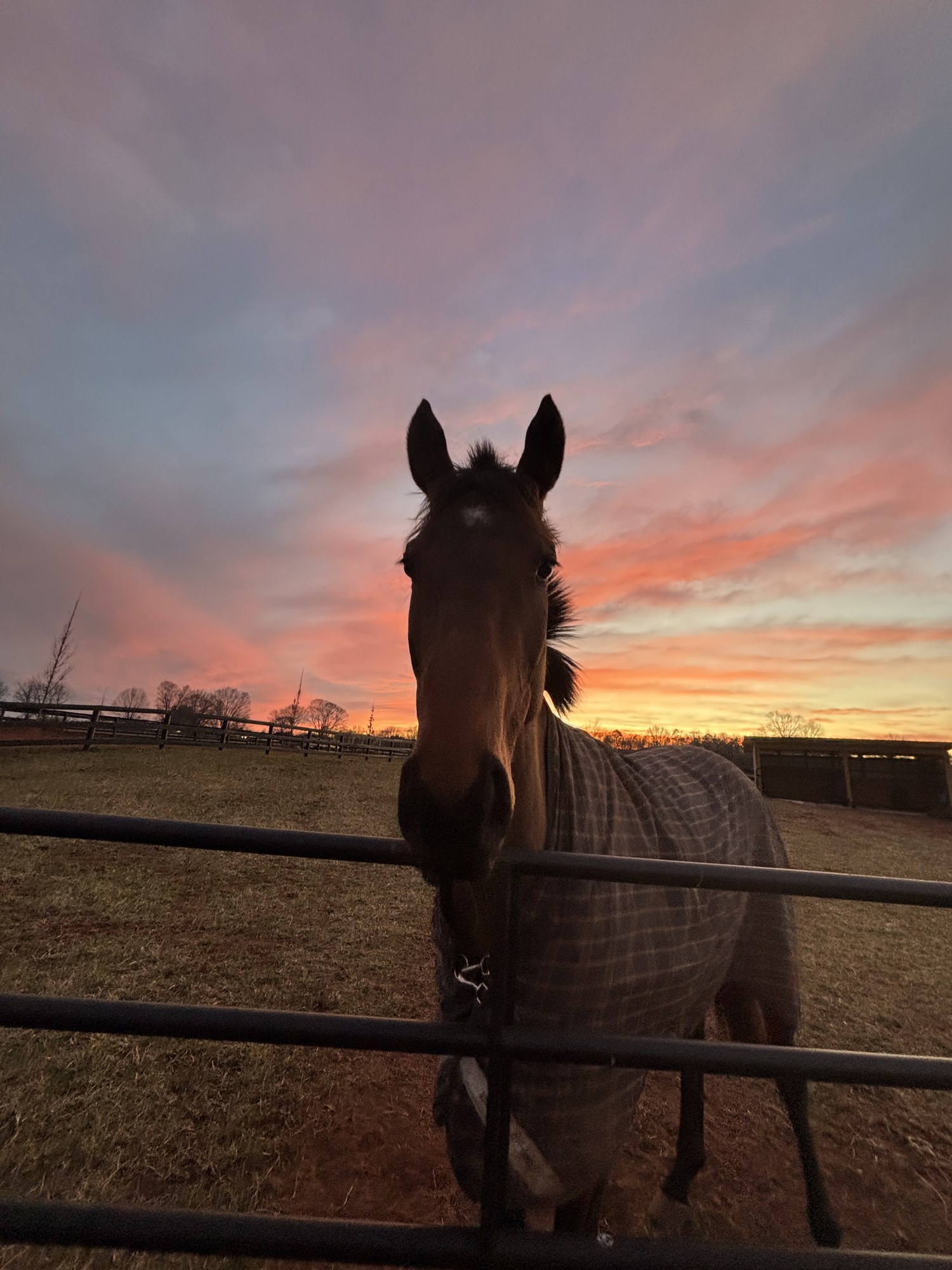 Bay horse in winter blanket at the gate against a fiery sunset sky