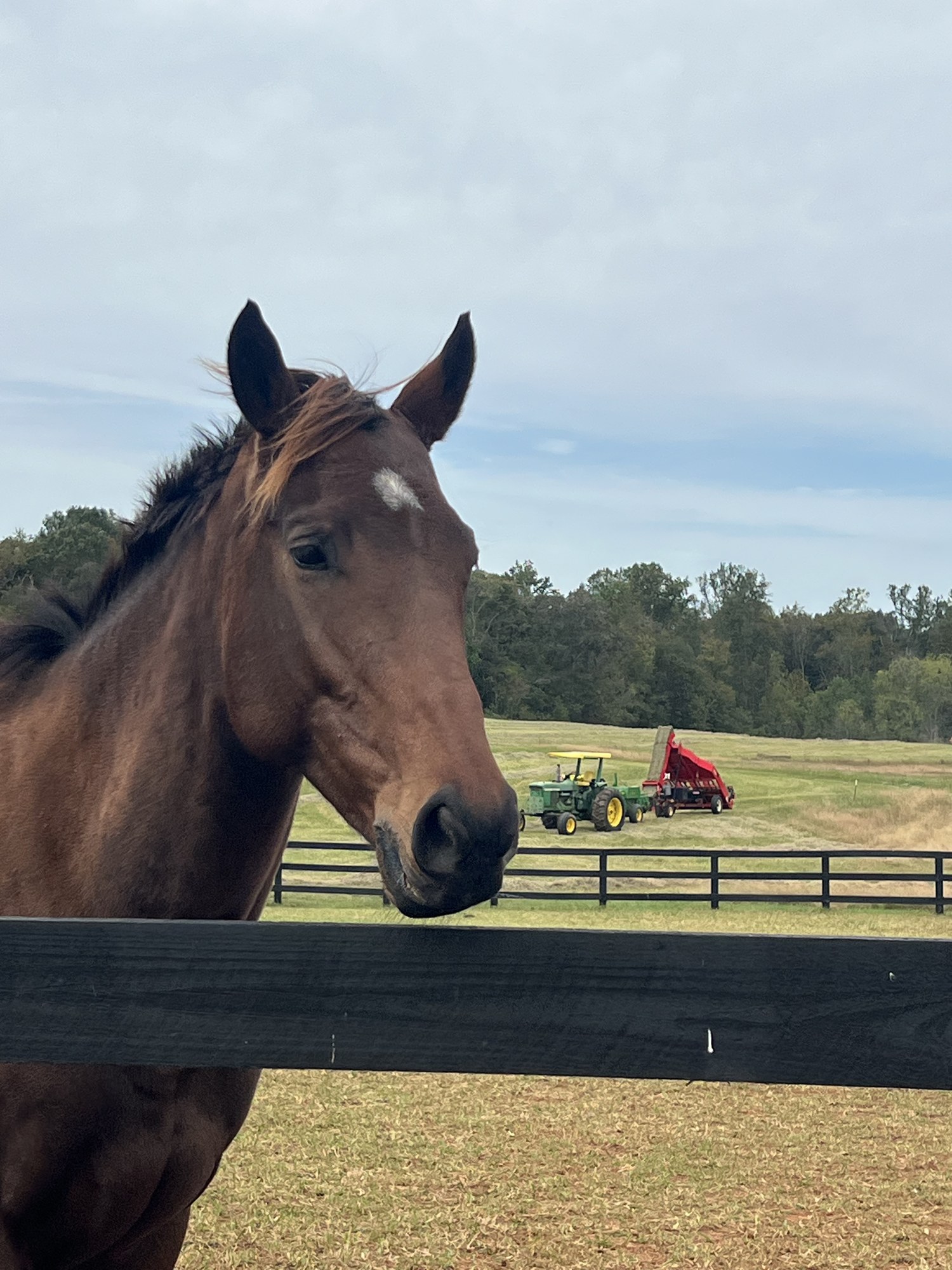 Bay horse at the fence with hay equipment in the background
