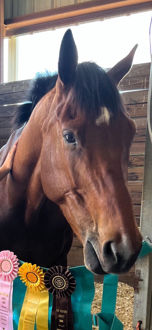 Bay horse portrait with show ribbons hanging at the stall