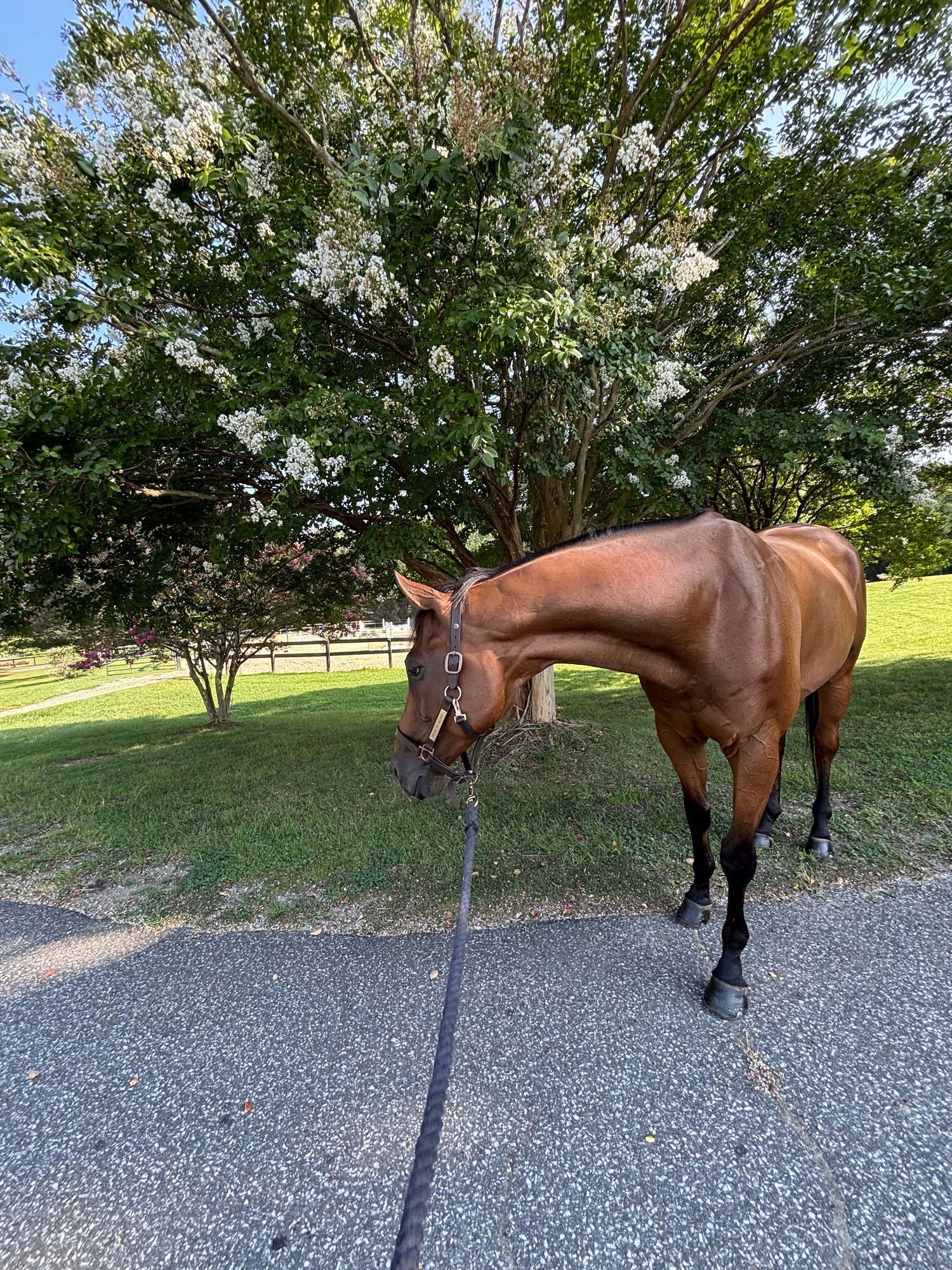 Bay horse on a lead under a flowering crepe myrtle