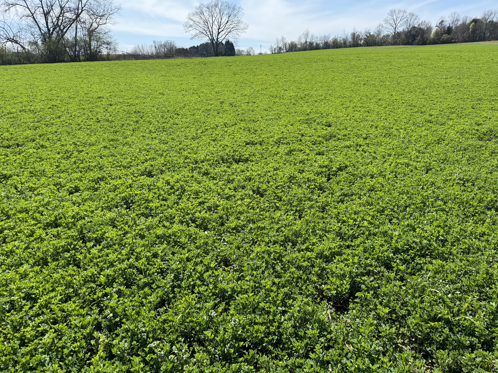 Lush green Alfalfa field in early growth