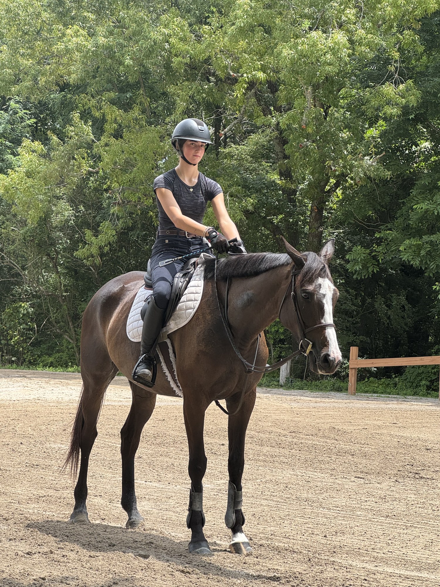 Rider on a dark bay horse in the arena