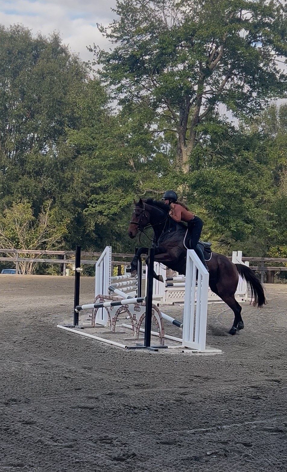 Show jumping over a brick oxer