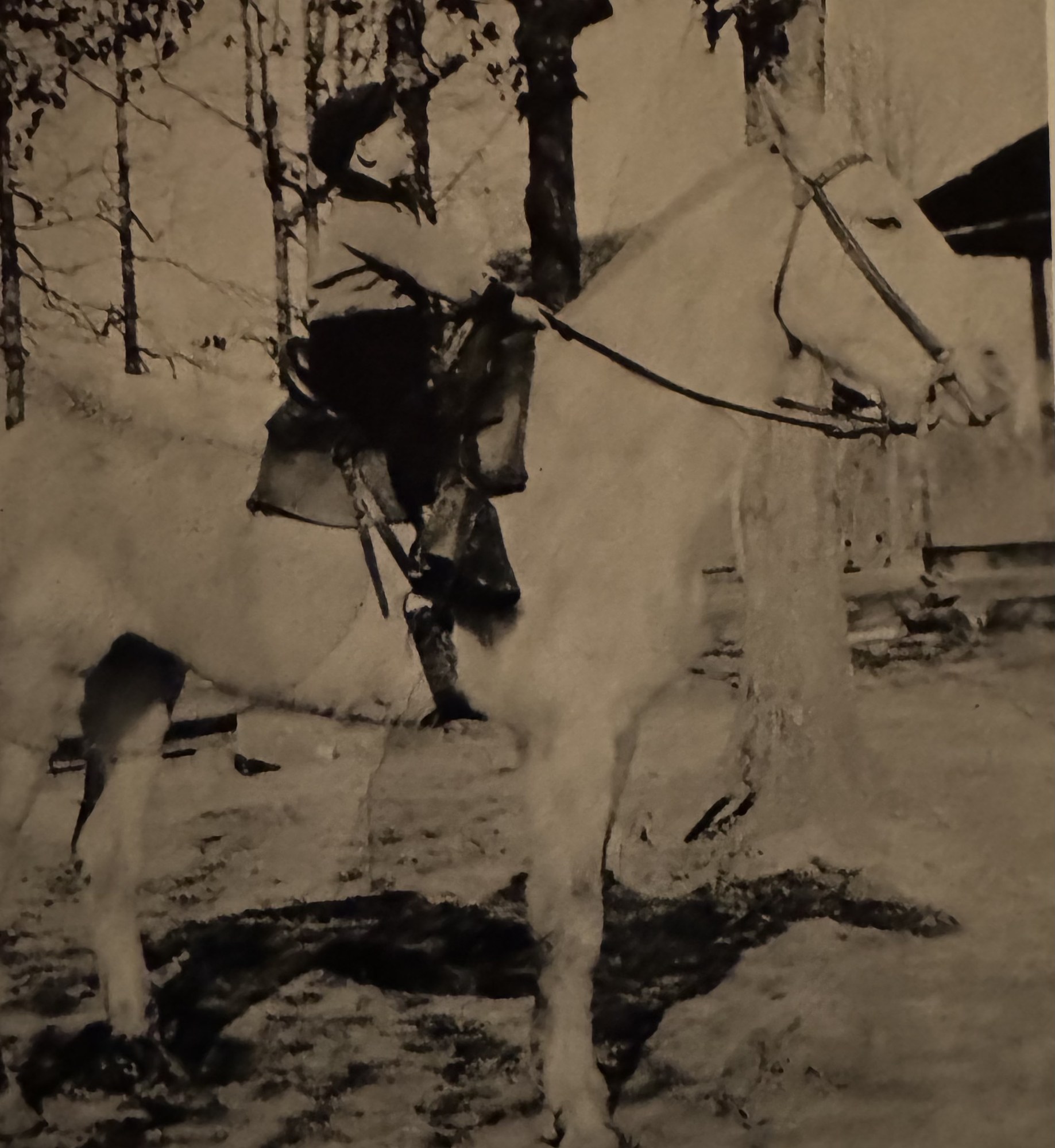 Vintage family photo of a rider in winter woods